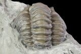 Wide, Enrolled Flexicalymene Trilobite In Shale - Ohio #67971-1